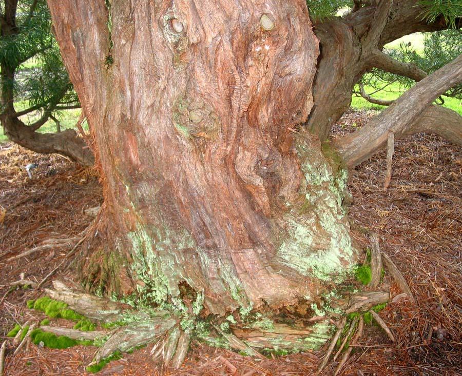 Photo of Japanese Umbrella Pine (Sciadopitys verticillata) uploaded by eclayne