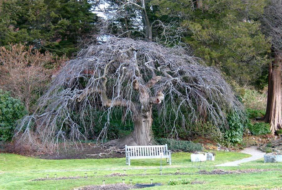 Photo of Weeping Elm (Ulmus glabra 'Camperdownii') uploaded by eclayne