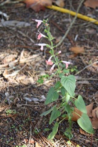 Photo of Hummingbird Sage (Salvia coccinea 'Coral Nymph') uploaded by gingin