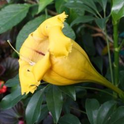 Location: Fountain, Florida
Date: 2011-12-31
5 day old bloom showing how it has taken on it's golden color