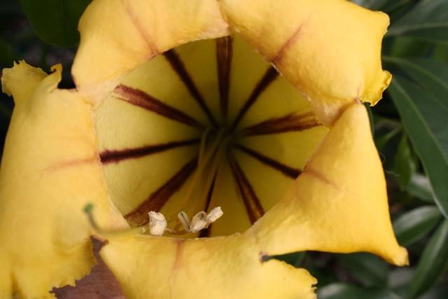 Photo of Chalice Vine (Solandra grandiflora) uploaded by gingin