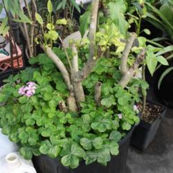 Location: Fountain, Florida
Date: 2011-12-31
entire plant shareing a pot with Morning Glory Bush