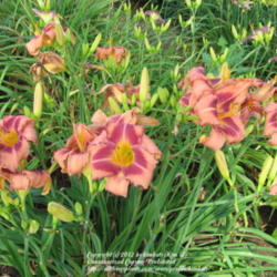 Location: Perfect Perennials Garden York, PA
Date: 2010-06-26