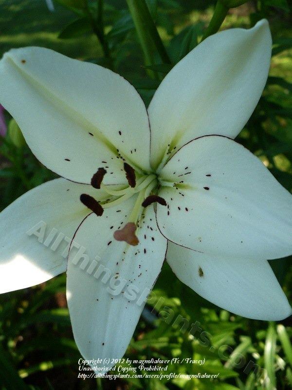 Photo of Lily (Lilium 'Eyeliner') uploaded by magnolialover