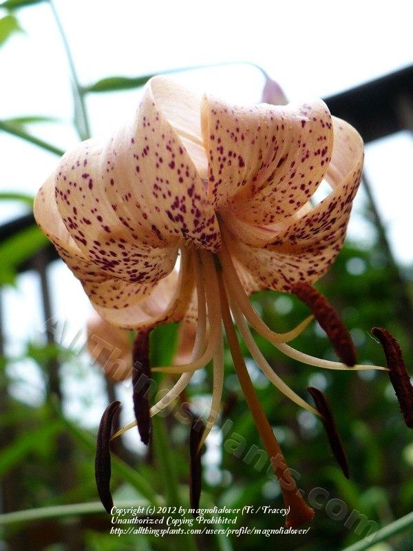 Photo of Lily (Lilium 'Beguiling') uploaded by magnolialover