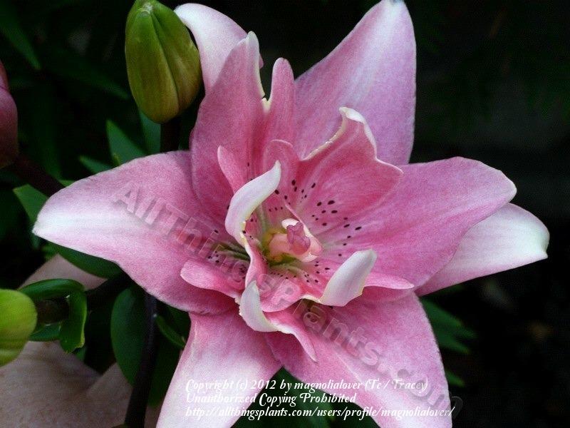 Photo of Lily (Lilium 'Elodie') uploaded by magnolialover