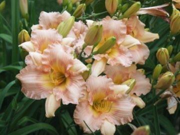 Photo of Daylily (Hemerocallis 'One After Another') uploaded by vic