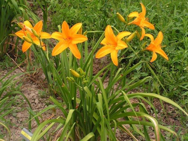 Photo of Daylily (Hemerocallis 'Orange Prelude') uploaded by vic