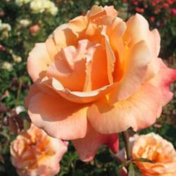 Location: San Jose Heritage Rose Garden
Date: 2007-05-10