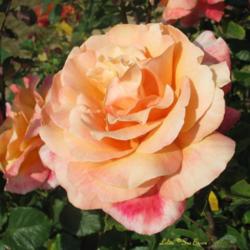 Location: San Jose Heritage Rose Garden
Date: 2007-05-10