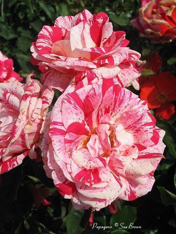 Photo of Rose (Rosa 'Papageno') uploaded by Calif_Sue