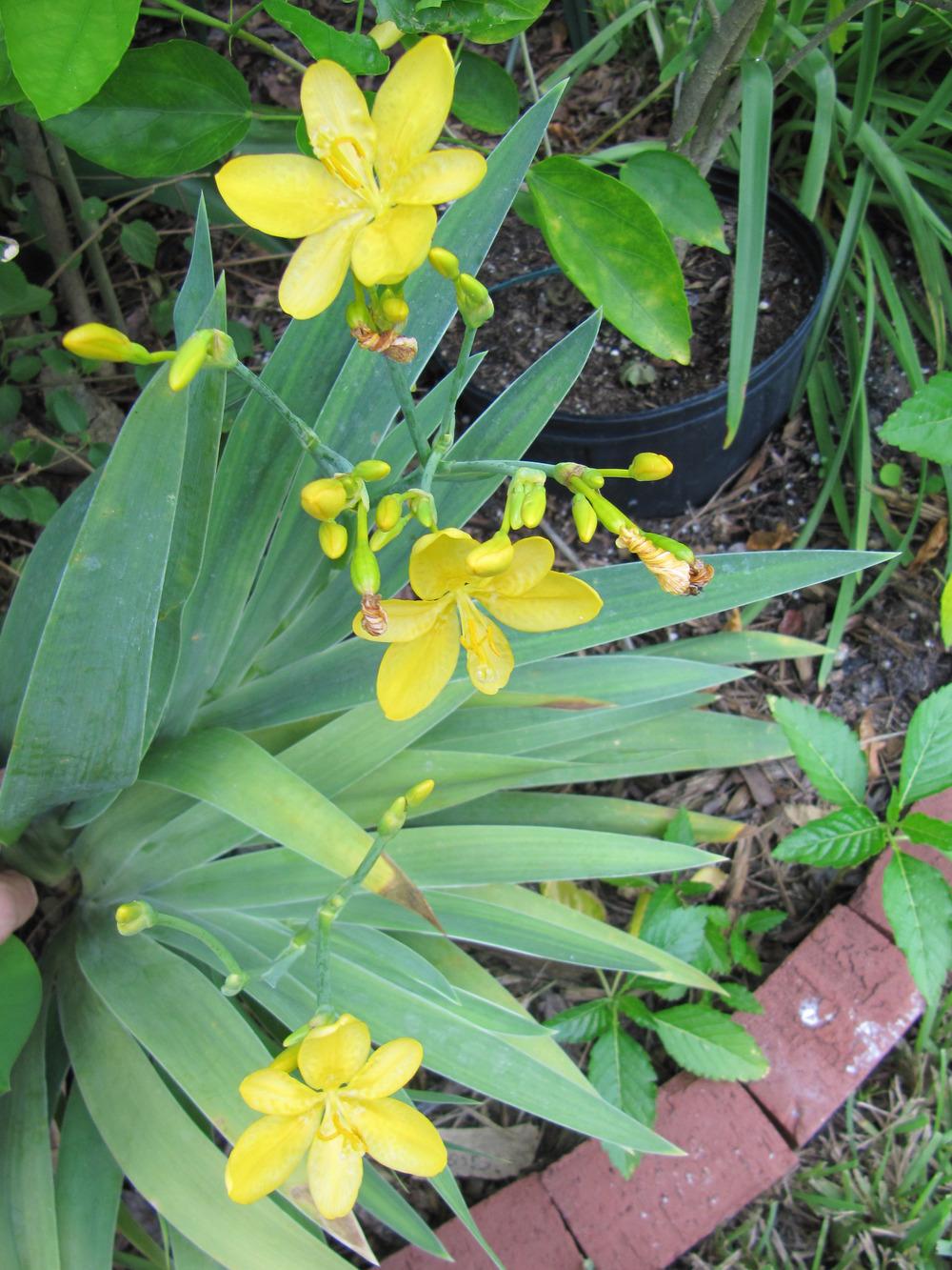 Photo of Species Iris (Iris domestica 'Hello Yellow.') uploaded by GoneTropical