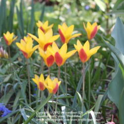 Location: Illinois
Date: 2011-05-06
Tulipa clusiana 'Tinka'