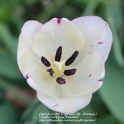 
Date: 2011-05-10
Tulip Shirley