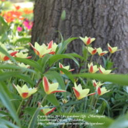 Location: Illinois
Date: 2011-05-06
Tulipa clusiana var. Chrysantha
