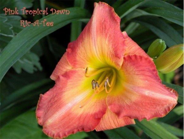 Photo of Daylily (Hemerocallis 'Pink Tropical Dawn') uploaded by vic