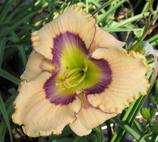Photo of Daylily (Hemerocallis 'Patterns in Time') uploaded by vic