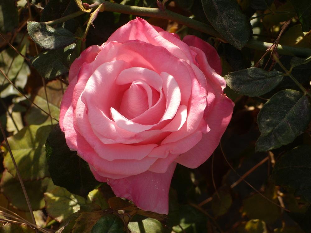 Photo of Rose (Rosa 'Cherish') uploaded by Betja