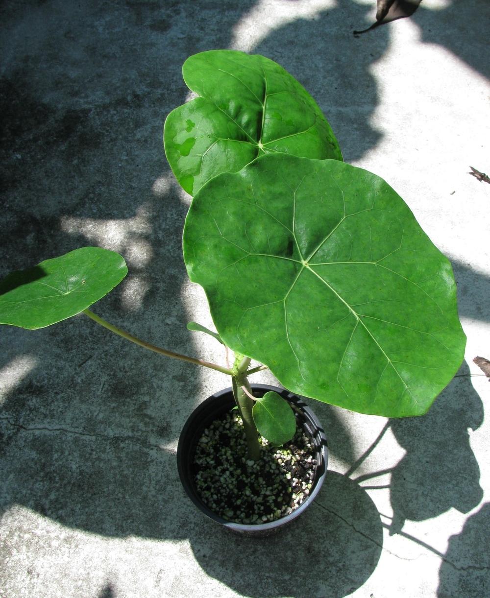 Photo of Buddha Belly Plant (Jatropha podagrica) uploaded by Dutchlady1
