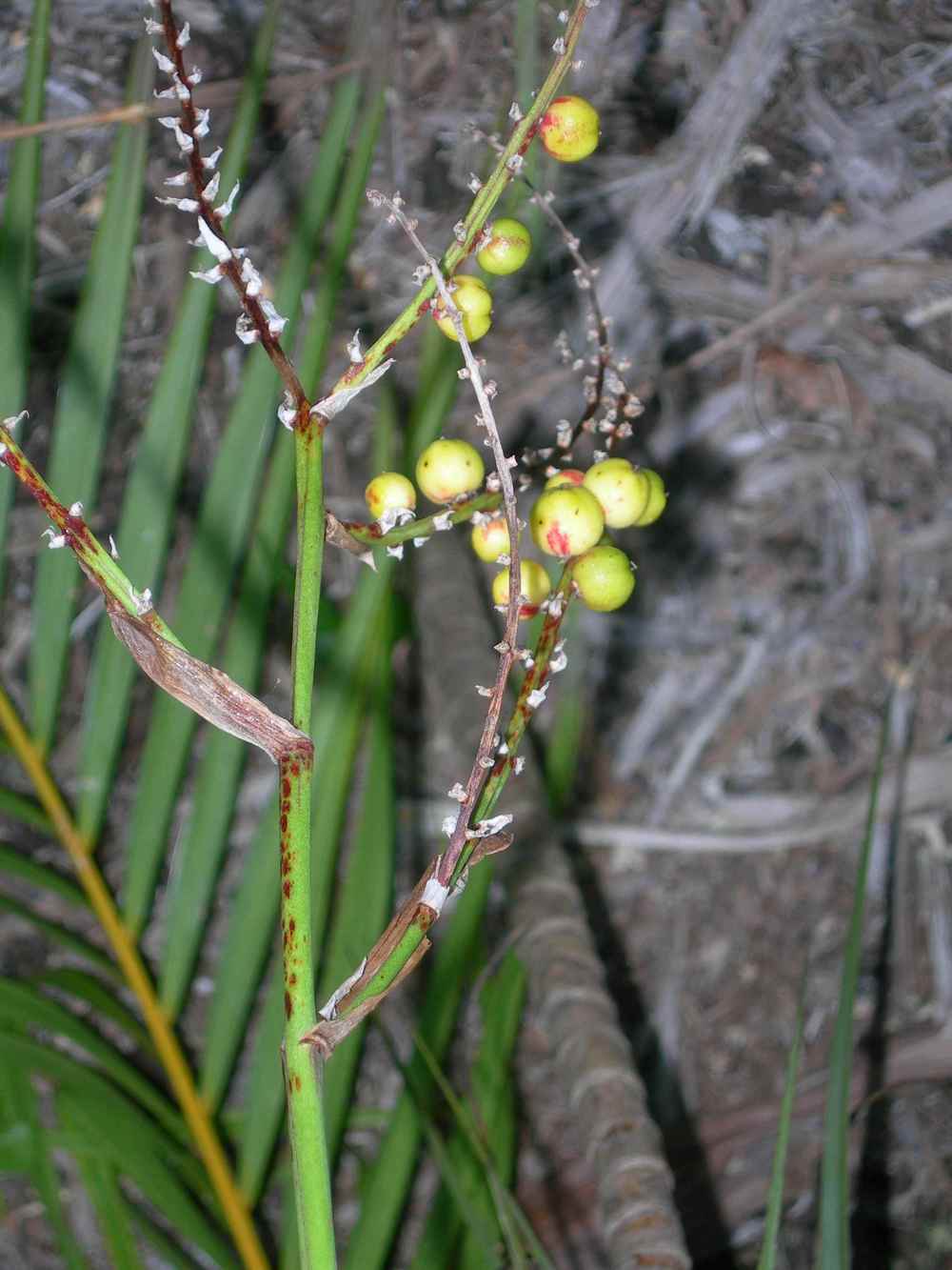 Photo of Ti Plant (Cordyline fruticosa) uploaded by Dutchlady1