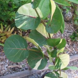 Location: Southwest Florida
Date: summer 2011
A stunning variegated form of the common Sea Grape