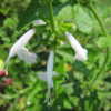 Salvia coccinea Alba