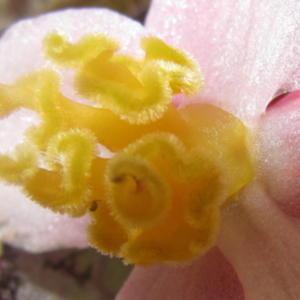 Begonia Rex 'Wanda McNair'