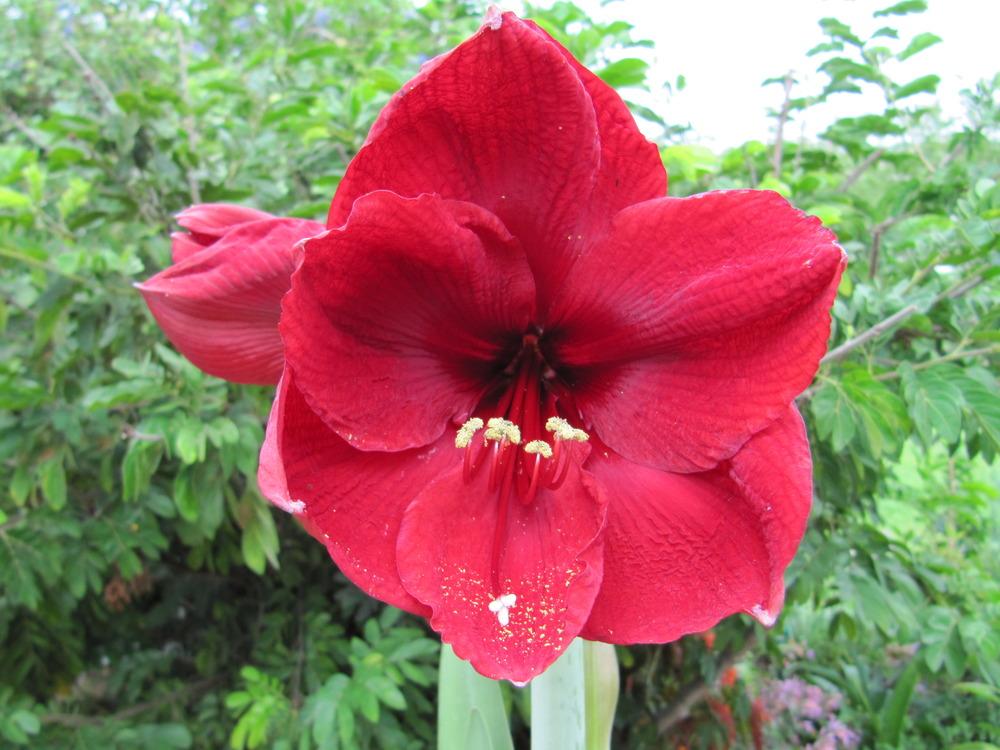 Photo of Amaryllis (Hippeastrum 'Benfica') uploaded by GoneTropical