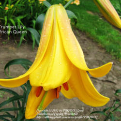 Location: Miami County Indiana
Date: August 20, 2010
Lilium 'African Queen'