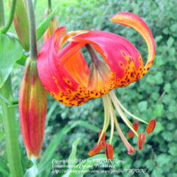 Location: Grows In Several Locations In Our Landscape
Date: June 20, 2011
Lilium pardalinum