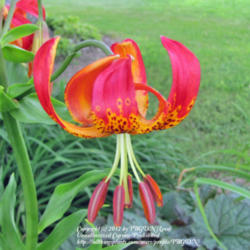 Location: Grows In Several Locations In Our Landscape
Date: June 20, 2011
Lilium pardalinum