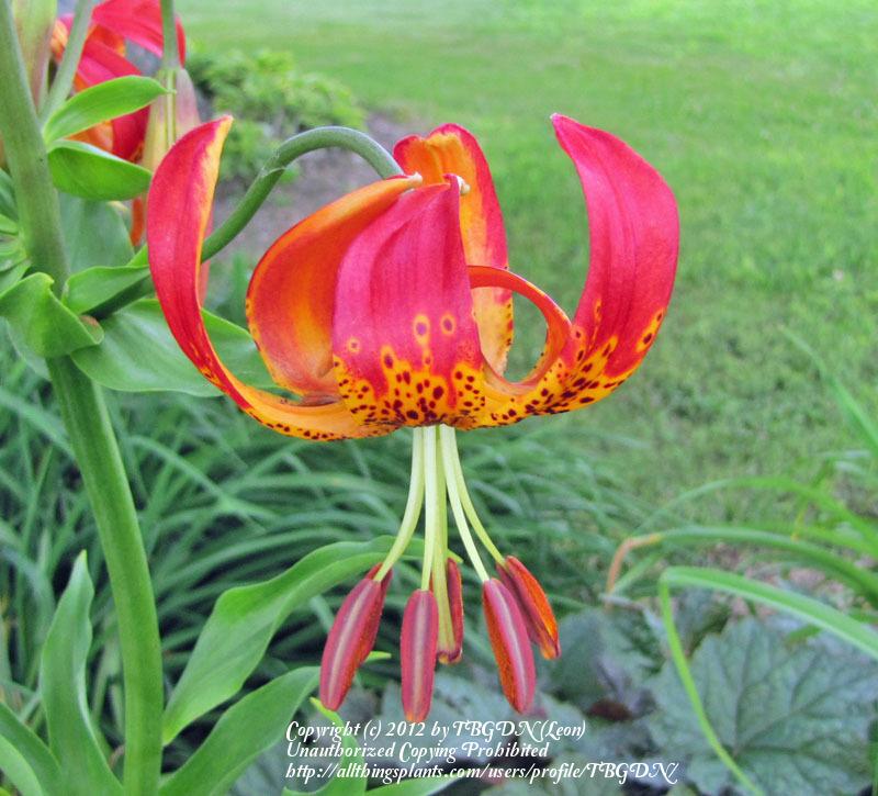 Photo of Leopard Lily (Lilium pardalinum) uploaded by TBGDN