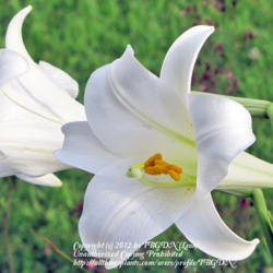 Location: Our Perennial Gardens
Date: July 7, 2011
Lilium longiflorum