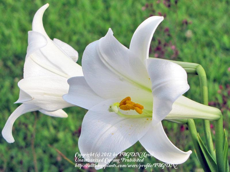 Photo of Lily (Lilium longiflorum) uploaded by TBGDN