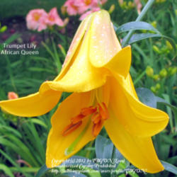 Location: Miami County Indiana
Date: August 20, 2010
Lilium 'African Queen'