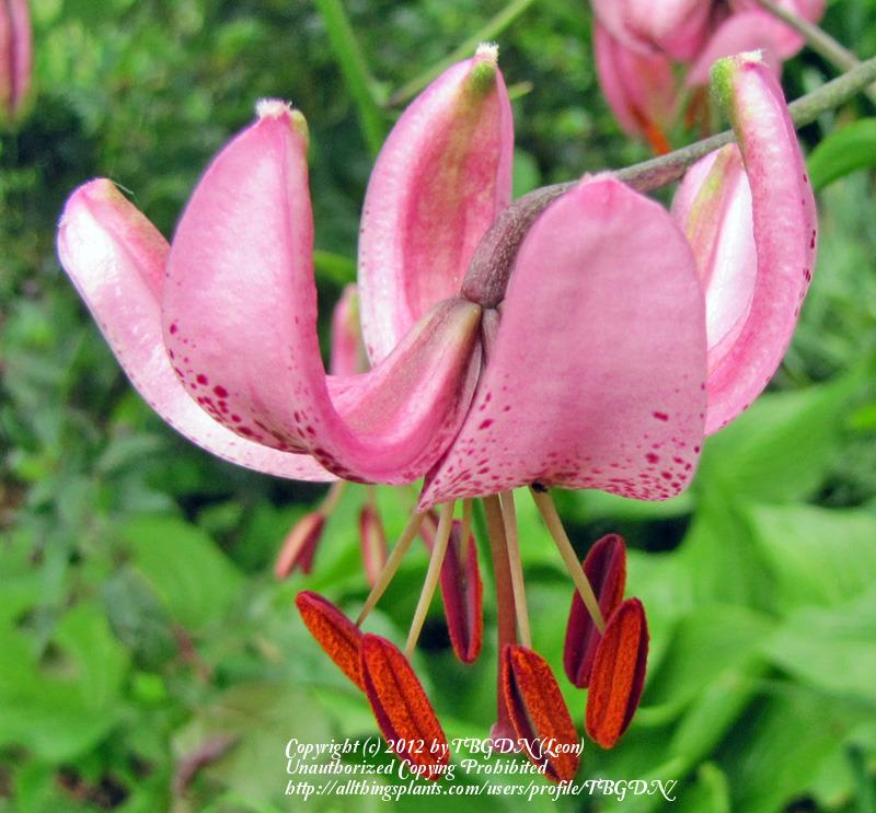 Photo of Martagon Lily (Lilium martagon) uploaded by TBGDN