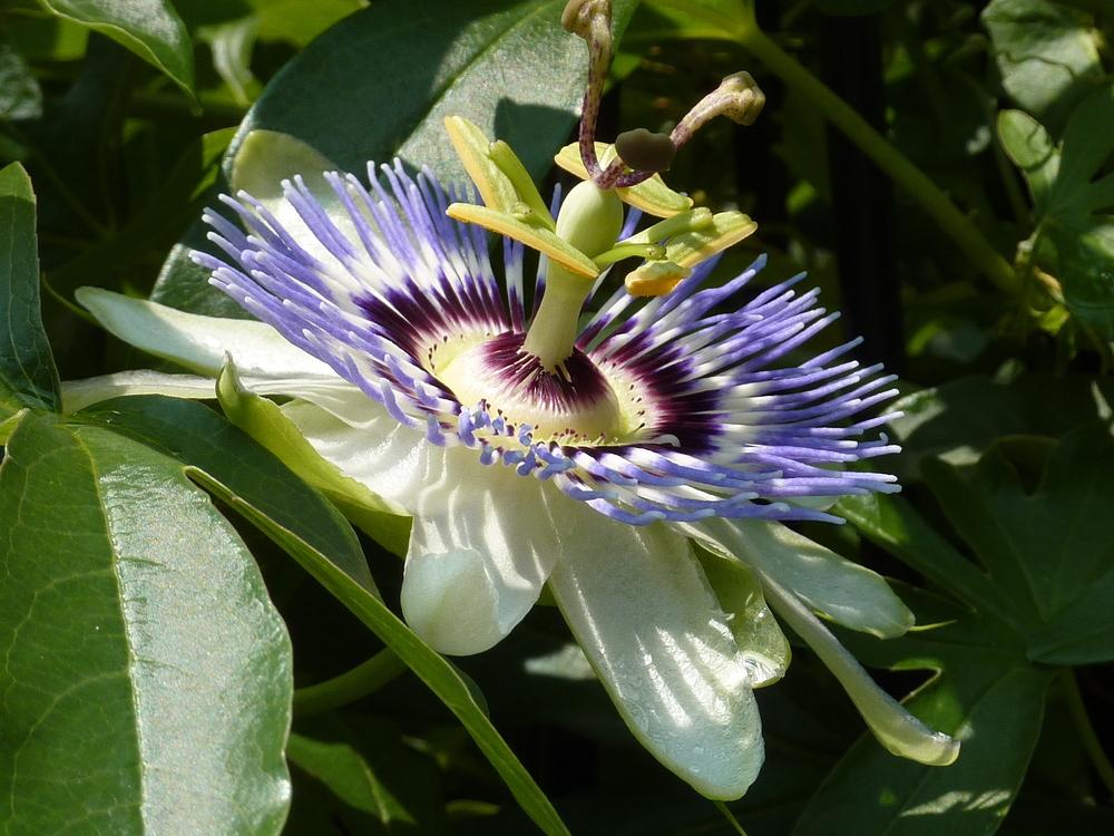Photo of Blue Passion Flower (Passiflora caerulea) uploaded by sandnsea2