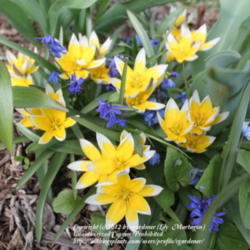 Location: Illinois
Date: 2011-04-23
Tulipa dasystemon with Scilla 'Sprng Beauty'