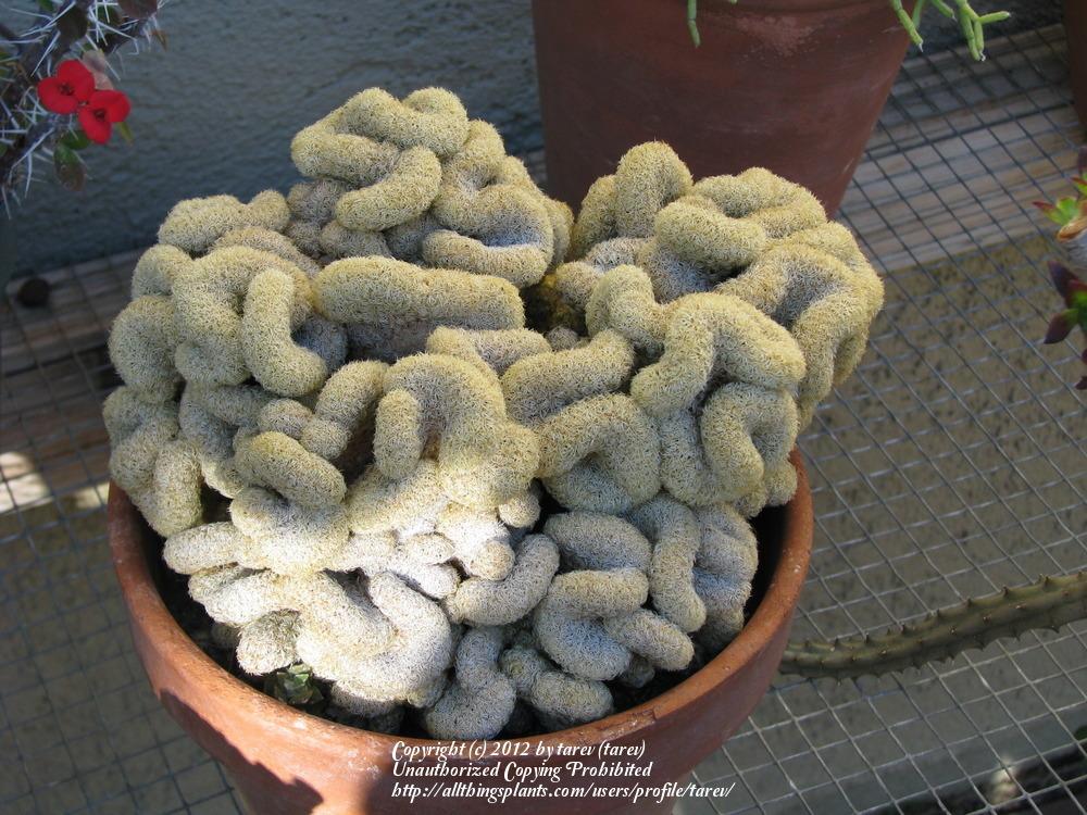 Photo of Brain Cactus (Mammillaria elongata 'Cristata') uploaded by tarev
