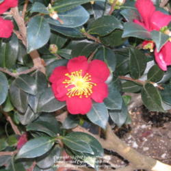 Location: Northridge, CA
Date: 2012-01-01
Camellia at my aunt's garden