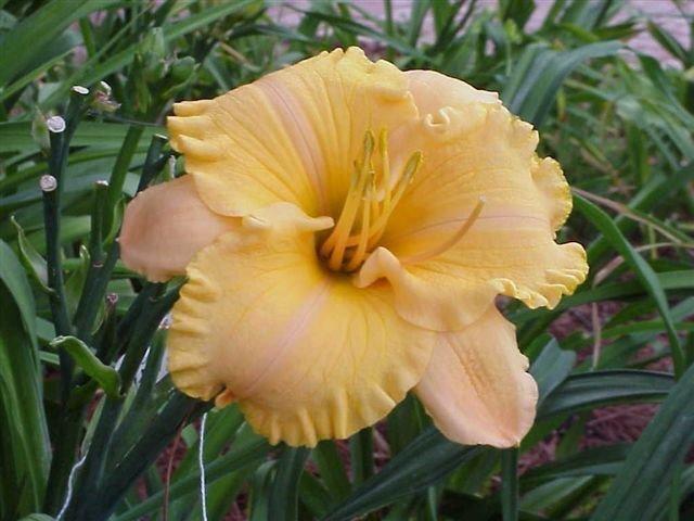 Photo of Daylily (Hemerocallis 'Pure and Simple') uploaded by vic
