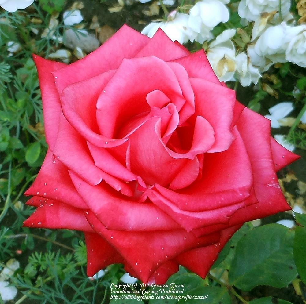 Photo of Rose (Rosa 'Cajun Spice') uploaded by zuzu