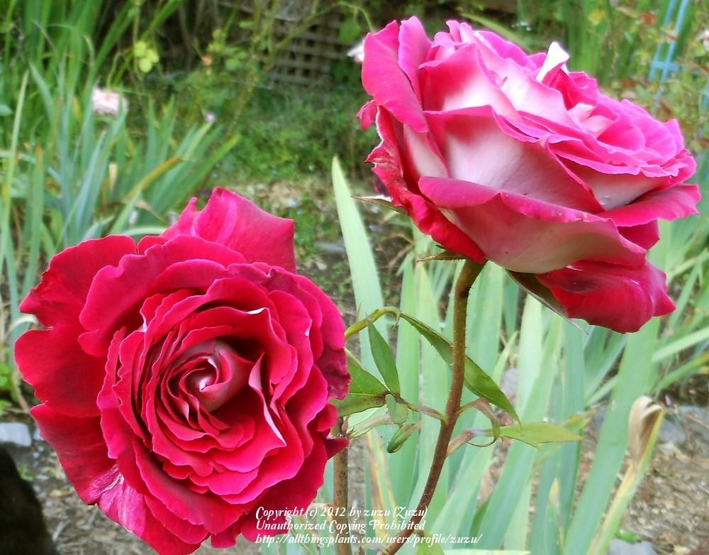 Photo of Rose (Rosa 'Osiria') uploaded by zuzu