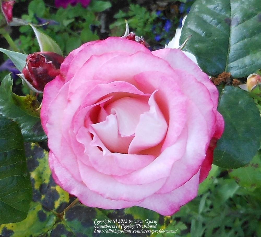 Photo of Rose (Rosa 'Pinnacle') uploaded by zuzu