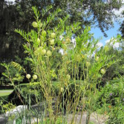 Location: Harry P. Leu Botanical Gardens, Orlando Florida
Date: 2011-05-30
gomphocarpus physocarpus, Balloon Milkweed