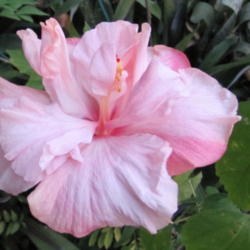 Location: Orlando Florida
Date: 2012-01-01
Hibiscus rosa-sinensis 'Sweet Pink'