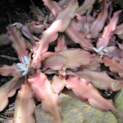 Location: Orlando Florida
Date: 2011-05-17
Cryptanthus bivittatus