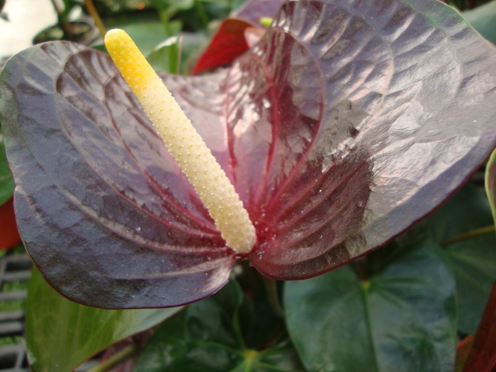 Photo of Anthuriums (Anthurium) uploaded by Paul2032