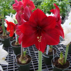 Location: Cactus and Tropicals Nursery, Sandy, Utah
Date: 2012-01-04