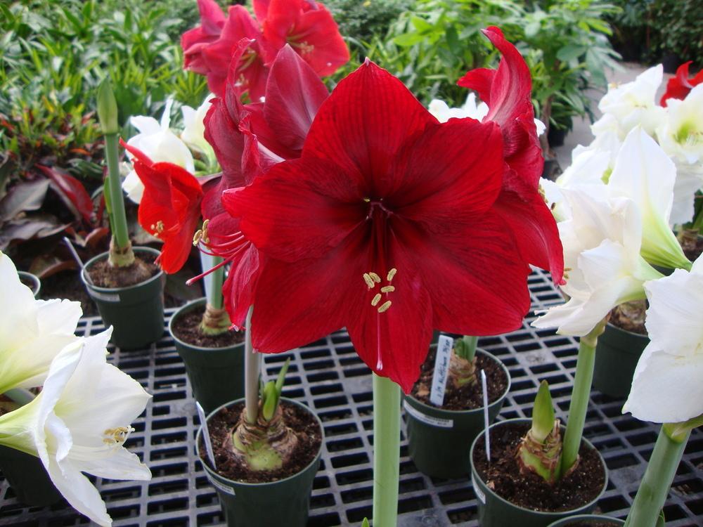 Photo of Amaryllis (Hippeastrum 'Red Pearl') uploaded by Paul2032